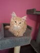 Les magnifiques chatons Maine Coon à réserver