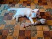 Ragdoll super câlin
