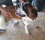 Saint bernard à donner