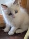 Ragdoll super câlin