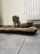 Bouledogue français fluffy