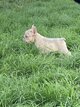 Magnifique bouledogue français