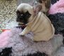 Bouledogue français