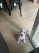 Westie croisé Chihuahua