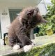Main coon black smock polydactyl