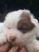 Berger Australien Pedigree