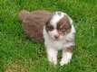 Berger Australien Pedigree