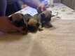 Chiots mâles carlin