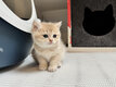 Chaton British Shorthair