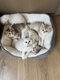 Chaton British Shorthair