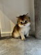 Chaton British Longhair
