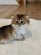 Chaton British Longhair