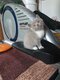 Chatons British
