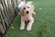 Magnifique chiot Labradoodle Medium (abricot),...