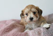 Adorables bichons havanais