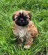 Adorables Shih tzu