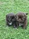 Shihtzu