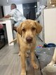 Labrador blond