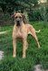 Dogue allemand