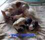 Chihuahua a réserver