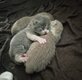 Chatons British shorthair