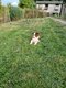Chiot border collie