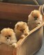 Chiots Spitz nains