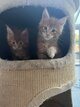Baby maine coon