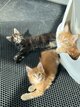 Baby maine coon