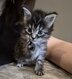 Chaton
