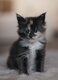 Femelle Maine Coon à l? ?adoption