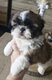 Vendre chiot mâle shih tzu
