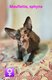 Magnifiques chatons Sphynx & Sphynx Elf...
