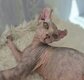 Chatons Sphynx ( Elf)