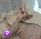 Chatons Sphynx