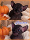 Sphynx Elf