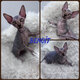 Male sphynx brown mackerel tabby