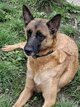 Berger malinois