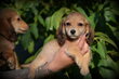 Chiots Teckel poil long