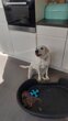 Adorable Labrador femelle de 2.5 ans...