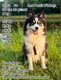Femelles Pomsky à vendre