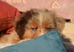Chiots Berger Australien par Moon x Floki, 20...