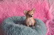 Splendide petits chiots chihuahua poils long