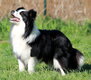 Border collie femelle