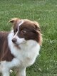 Border collie femelle