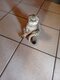 Scottish fold femelle de 7mois à vendre 250€