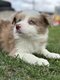 Chiots border collie