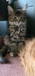 Maine-coon dispos de suite  - élevage familial