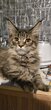 Maine-coon dispo de suite  - élevage familial