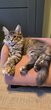 Maine-coon dispo de suite  - élevage familial